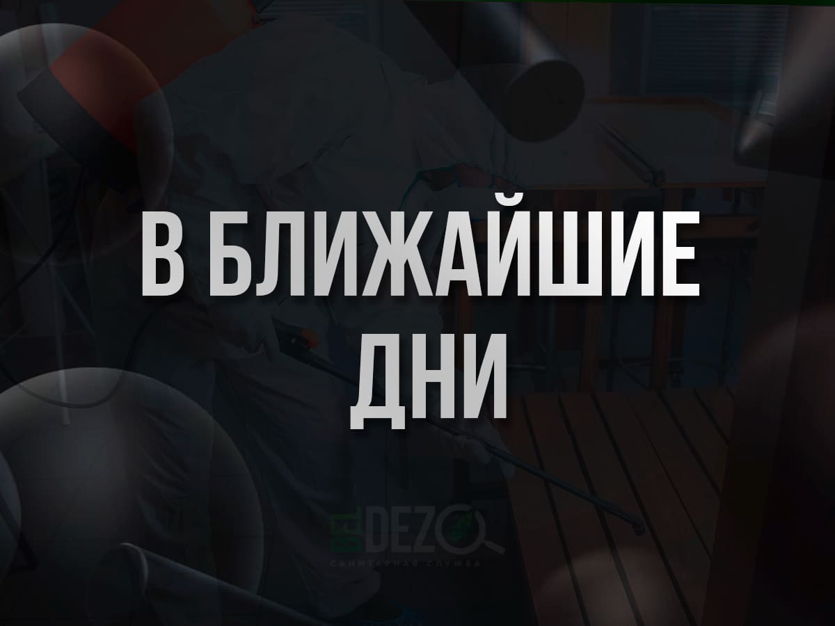 Надпись в ближайшие дни BelDez.by