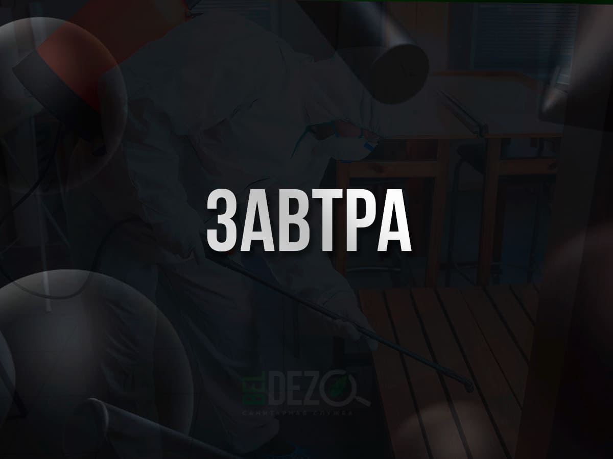 Надпись завтра BelDez.by